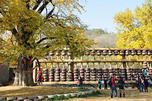 随州银杏谷纯玩大巴二日游 - 1 天行程实拍